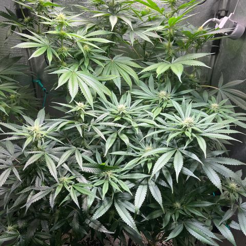 Monkey Fever #2 growlog timeline photo