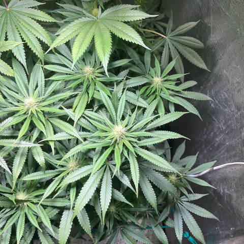 Monkey Fever #2 growlog timeline photo