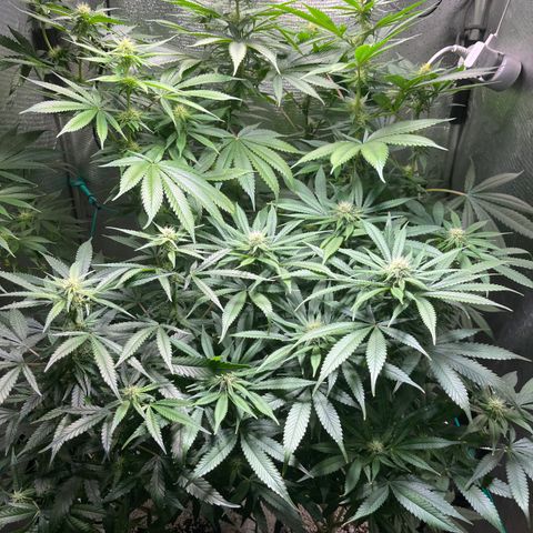 Monkey Fever #2 growlog timeline photo