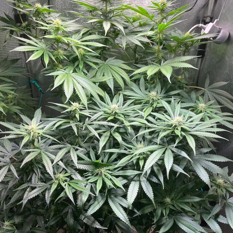 Monkey Fever #2 growlog timeline photo