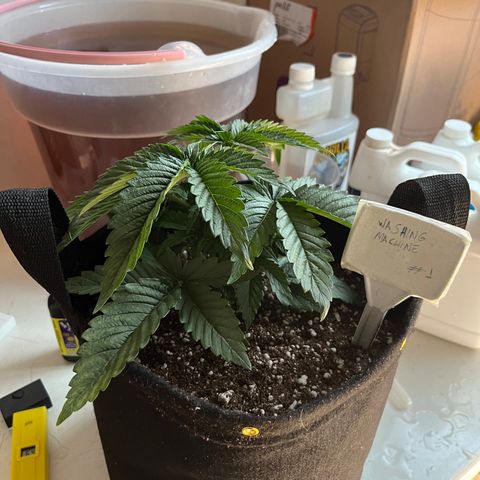Washing Machine #1 growlog timeline photo