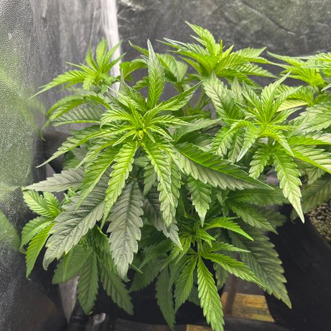 Washing Machine #1 growlog timeline photo