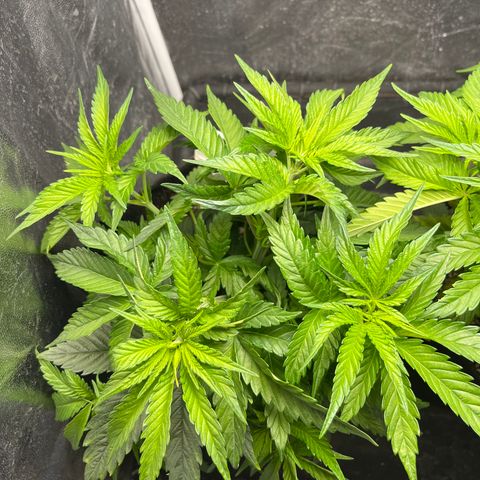 Washing Machine #1 growlog timeline photo