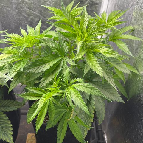 Washing Machine #2 growlog timeline photo