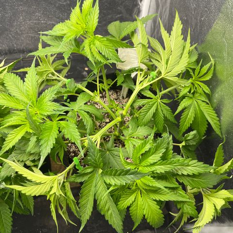 Washing Machine #2 growlog timeline photo