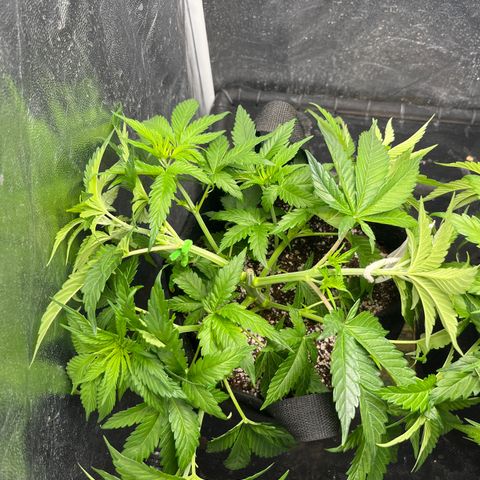 Washing Machine #1 growlog timeline photo