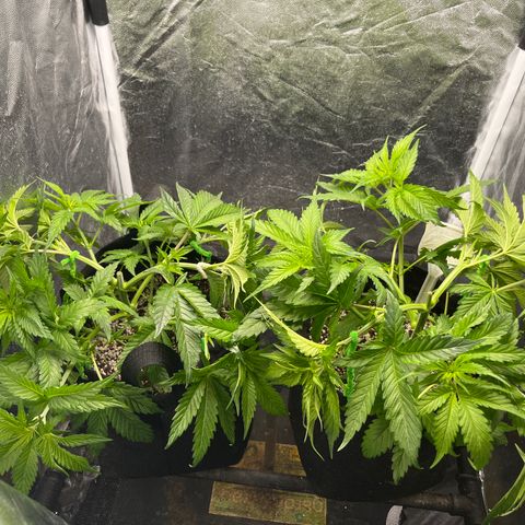 Washing Machine #2 growlog timeline photo