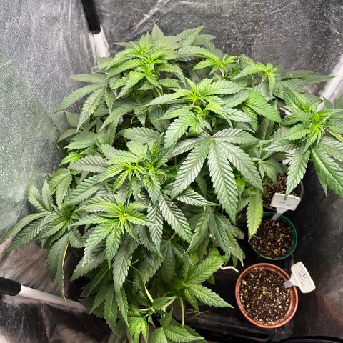 Washing Machine #1 growlog timeline photo