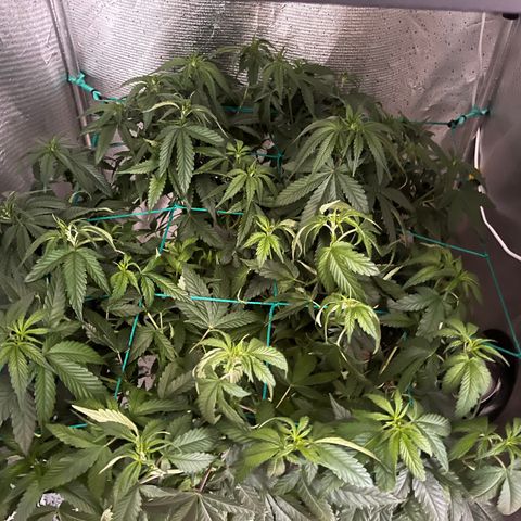 Washing Machine #2 growlog timeline photo