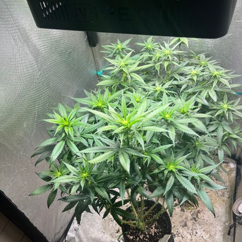 Washing Machine #2 growlog timeline photo