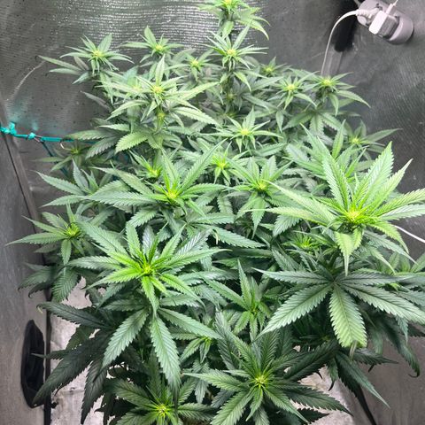 Washing Machine #2 growlog timeline photo