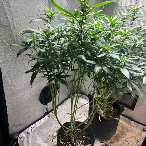 Washing Machine #2 growlog timeline photo