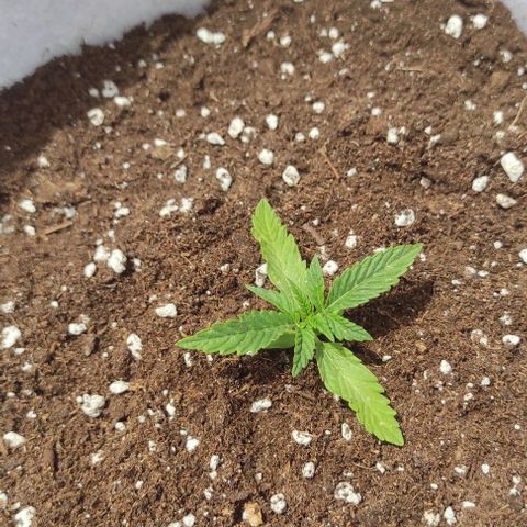 Critical auto (alicante) growlog timeline photo