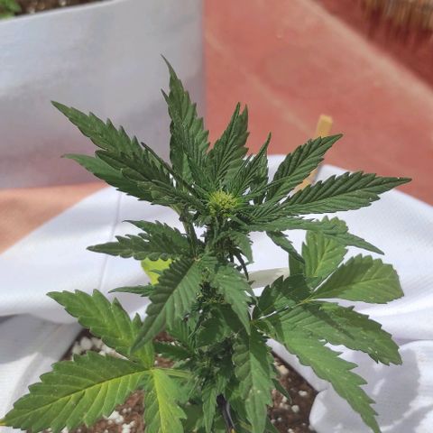 Northern lights auto (alicante) growlog timeline photo