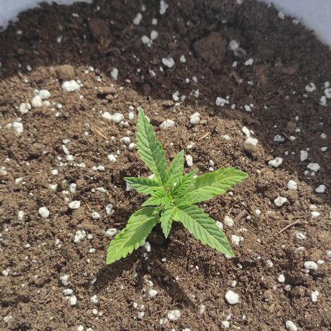 Critical auto (alicante) growlog timeline photo