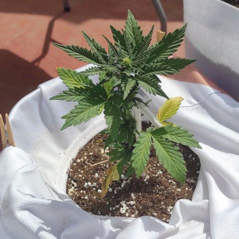 Northern lights auto (alicante) growlog timeline photo