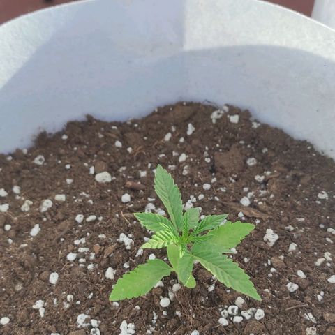 Critical auto (alicante) growlog timeline photo