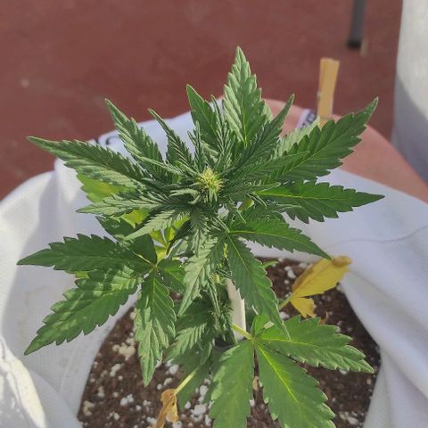 Northern lights auto (alicante) growlog timeline photo