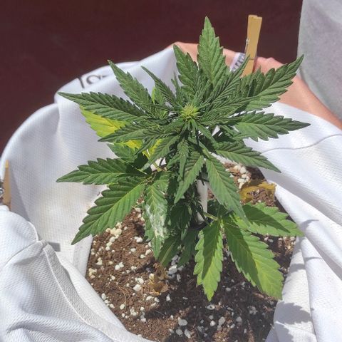Northern lights auto (alicante) growlog timeline photo