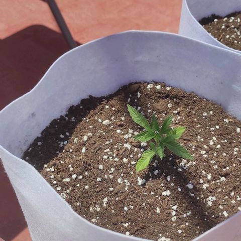 Critical auto (alicante) growlog timeline photo
