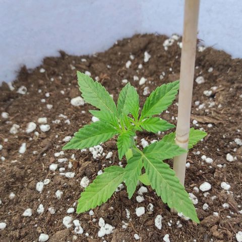 Critical auto (alicante) growlog timeline photo