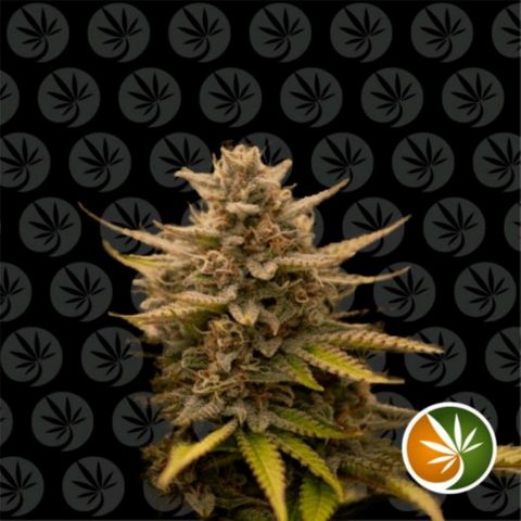 Critical auto (alicante) growlog timeline photo