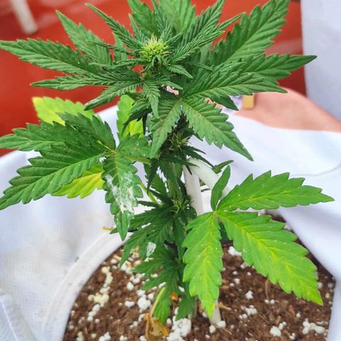 Northern lights auto (alicante) growlog timeline photo