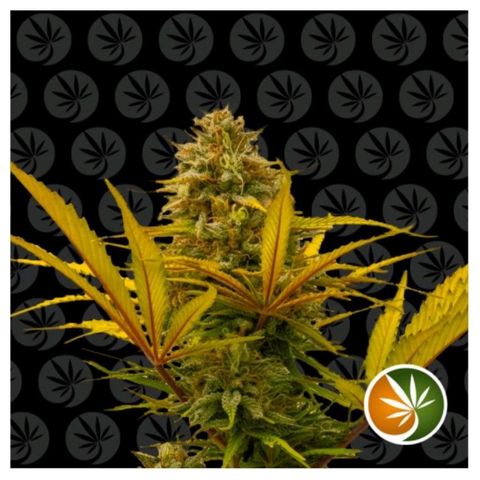 Northern lights auto (alicante) growlog timeline photo