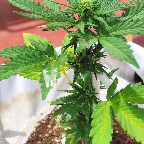 Northern lights auto (alicante) growlog timeline photo