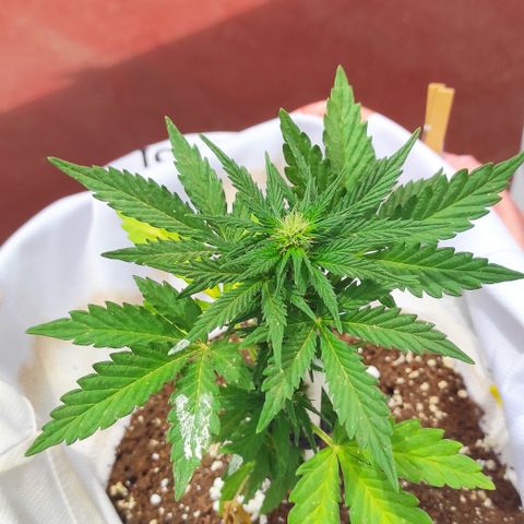 Northern lights auto (alicante) growlog timeline photo