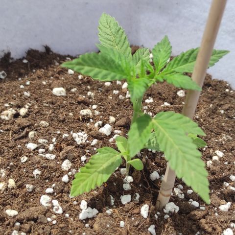 Critical auto (alicante) growlog timeline photo