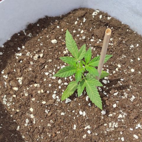 Critical auto (alicante) growlog timeline photo