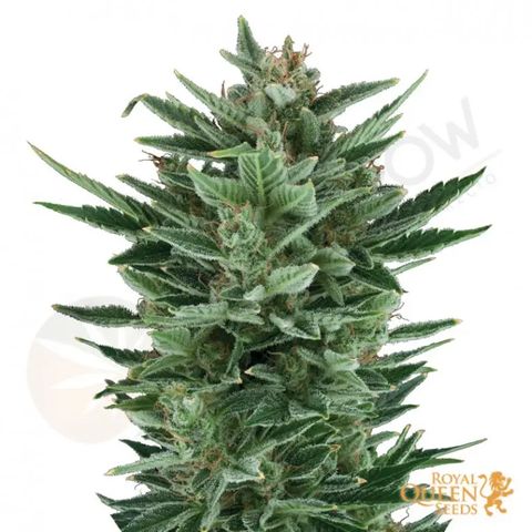 Quick One (alicante) growlog timeline photo