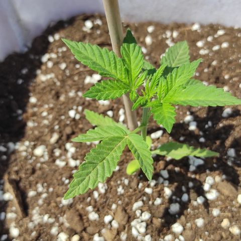 Critical auto (alicante) growlog timeline photo