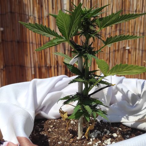 Northern lights auto (alicante) growlog timeline photo