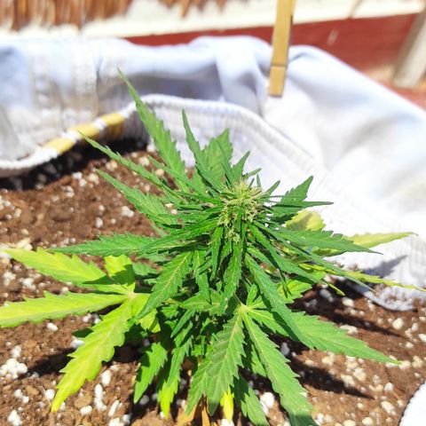 Quick One (alicante) growlog timeline photo