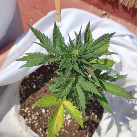 Northern lights auto (alicante) growlog timeline photo
