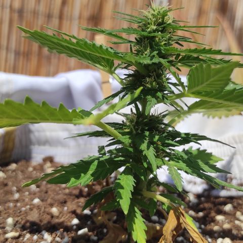 Quick One (alicante) growlog timeline photo