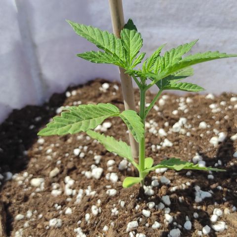 Critical auto (alicante) growlog timeline photo
