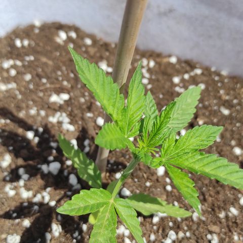 Critical auto (alicante) growlog timeline photo