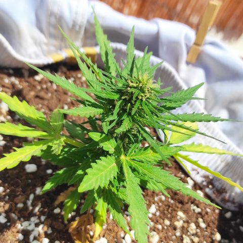 Quick One (alicante) growlog timeline photo