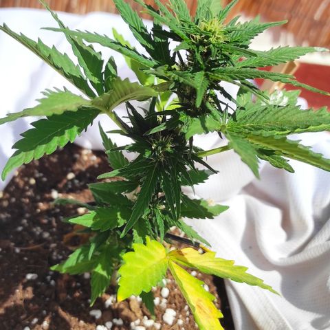 Northern lights auto (alicante) growlog timeline photo