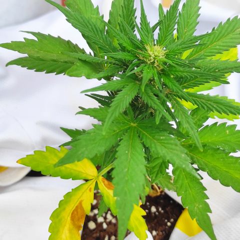 Northern lights auto (alicante) growlog timeline photo