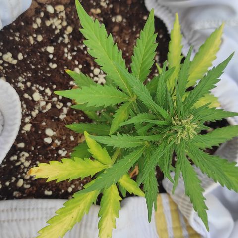 Quick One (alicante) growlog timeline photo