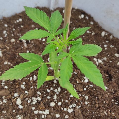 Critical auto (alicante) growlog timeline photo