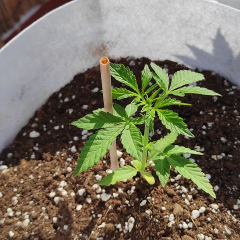 Critical auto (alicante) growlog timeline photo