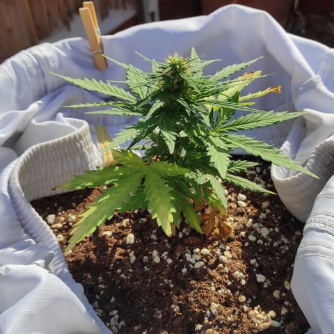 Quick One (alicante) growlog timeline photo