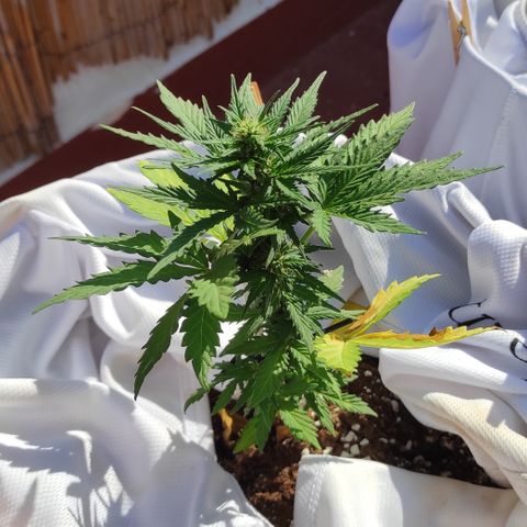 Northern lights auto (alicante) growlog timeline photo