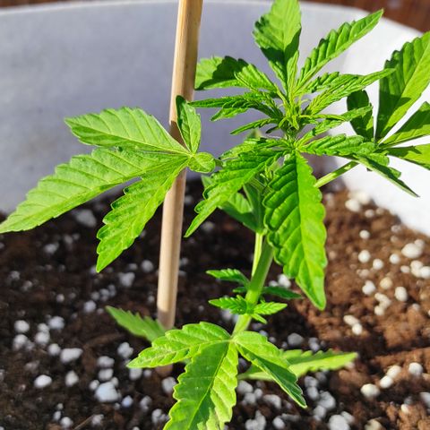 Critical auto (alicante) growlog timeline photo
