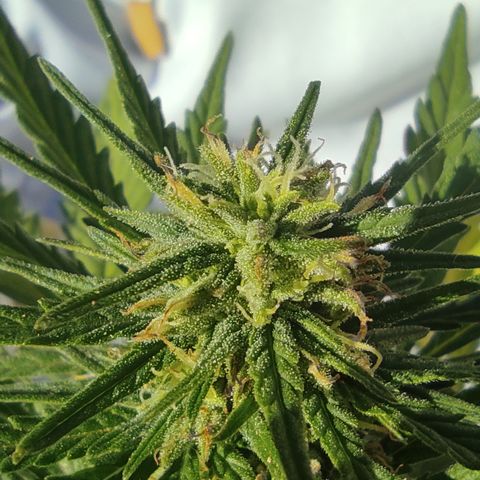 Quick One (alicante) growlog timeline photo